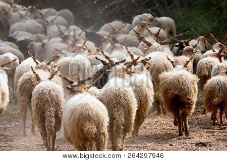 Flock Of Sheep In Low Lights Rural Scene At Animal Farm