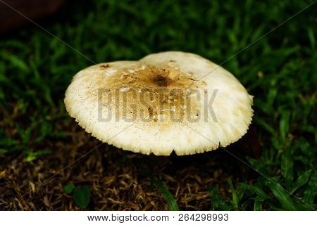 Poisonous Mushrooms Growing Under The Trees In The Garden.