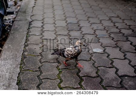 Pigeons Are Eating Food Along The Path On Doi Suthep.