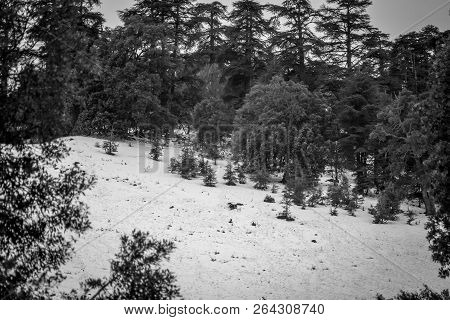 Snow On Michlifen
