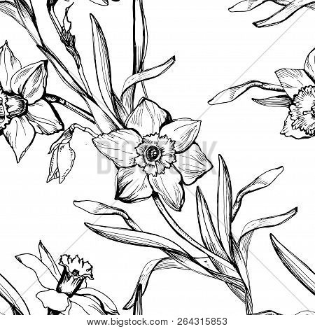 Monochrome Botanical Seamless Pattern With Hand Drawn Flowers Daffodils, Narcissus. Elegant Floral E