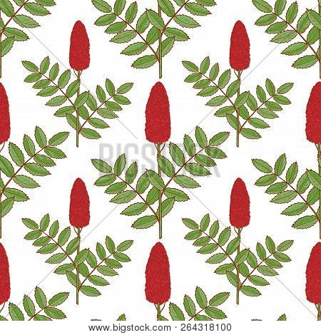 Sumac. Plant. Inflorescence, Leaves. Background, Wallpaper, Seamless. Sketch.
