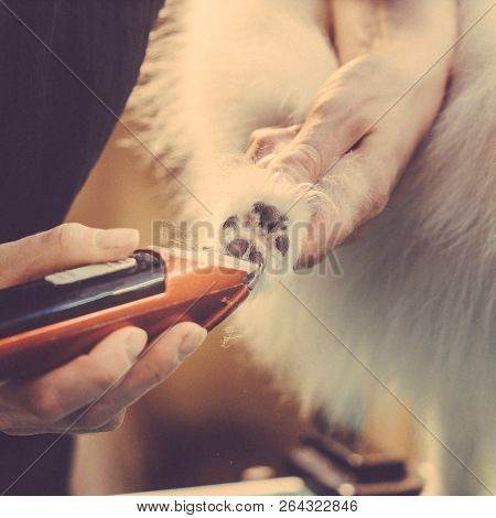 Pomeranian Dog On The Table For Grooming In The Beauty Salon For Dogs. Toned Image.