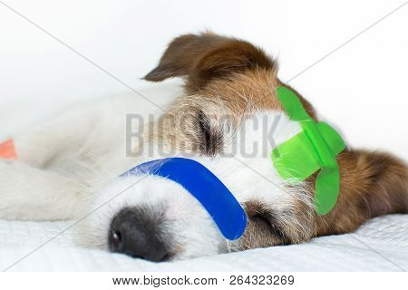 Close Up Of A Cute Sick Jack Russell Dog With Colorful Band Aid Sleeping  With Eyes Closed On A Whit