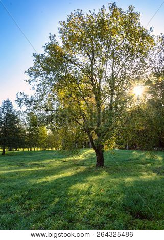 An Iscolated Tree With Sun Creating Star Effect Gothenburg Sweden