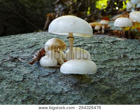 Oudemansiella Mucida Mushrooms On The Stump In The Danish Forest