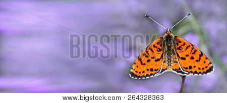 Beautiful Butterfly On A Meadow.  Brush-footed Butterflies. Copy Spaces.