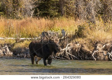 A Bull Shiras Moose During The Rut In Autumn In Wyoming