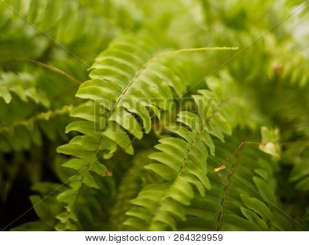 Nephrolepis Exaltata. The Sword Fern - A Species Of Fern In The Family Lomariopsidaceae
