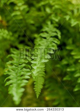 Nephrolepis Exaltata. The Sword Fern - A Species Of Fern In The Family Lomariopsidaceae