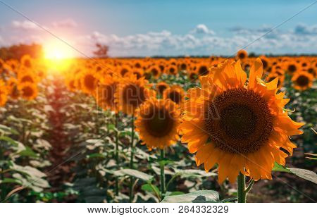 Sunflower Summer Flower Close-up, Against A Background Of Clouds. Agroculture, Harvest.