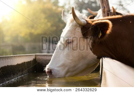 Cow Drinking Water