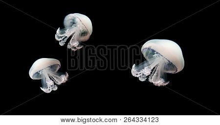 Jellyfish Meduse Animal Background Black Underwater Marine Wildlife