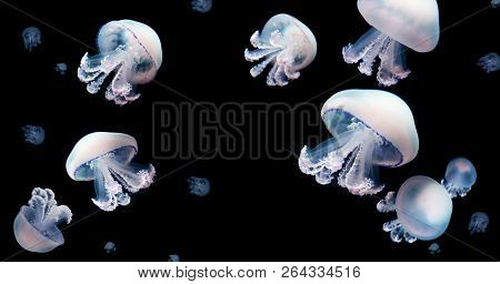 Jellyfish Meduse Animal Background Black Underwater Marine Wildlife