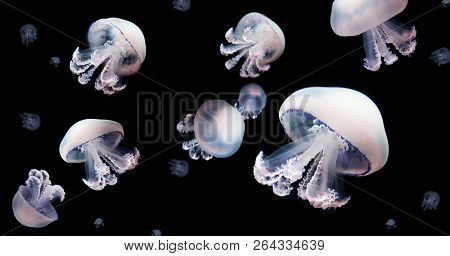 Jellyfish Meduse Animal Background Black Underwater Marine Wildlife