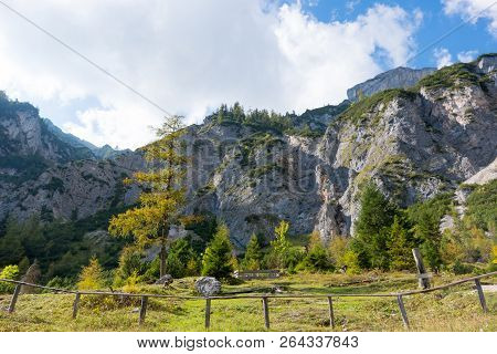 Trees With Rock Wall In A Background Near Siega Ferrata, Schladming, Austria