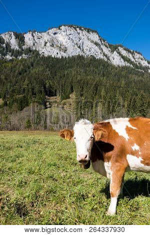 Cow On Meadow In The Alps, Mariazell, Austria