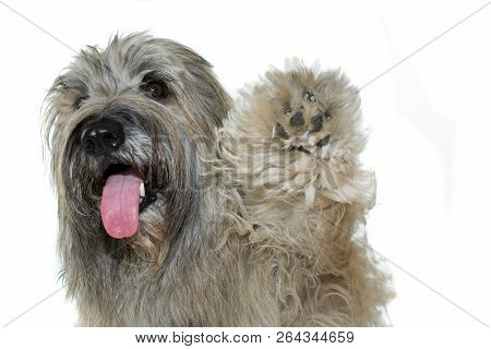 Cute Shephered Dog Raise Paw Isolated On White Background