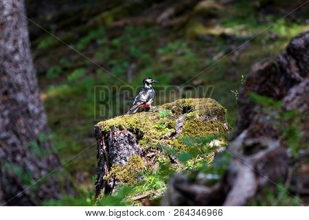 Great Spotted Woodpecker Sitting On A Wooden Stump In The Forest - Grote Bonte Specht - Dendrocopos 