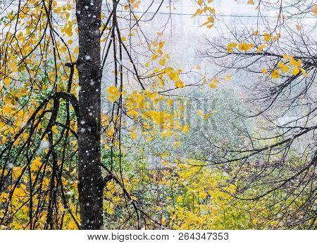 Snowfall In October On The Background Of Yellow And Green Leaves. Trees Autumn. Autumn Weather.
