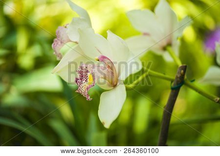 Orchid Flower And Green Leaves Background With Sunlight In Garden.