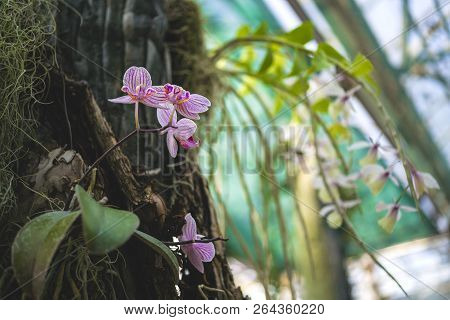 Orchid Flower And Green Leaves Background With Sunlight In Garden.