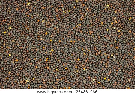 Background Brown Grain Round Base Many Base Flora Oil Source Rapeseed Natural Substrate Design
