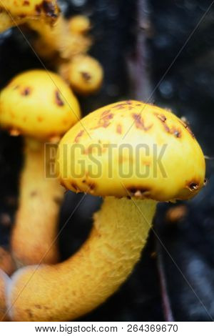 Pholiota Aurivella Mushrooms On An Old Stump In The Forest.