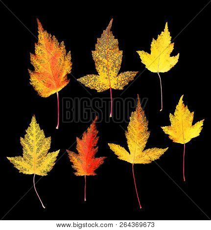 Set Of Autumn Leaves Of Decorative Maple (acer Ginnala) Isolated On Black Background Wit Clipping Pa