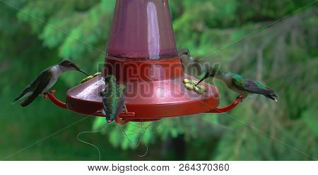 4 Hummingbirds Feeding At A Red Hummingbird Feeder Near Hinckley Minnesota