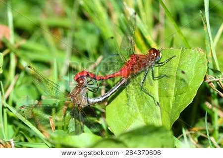 White-faced Meadowhawk (sympetrum Obtrusum) Dragonfly At A Northern Illinois Natural Area