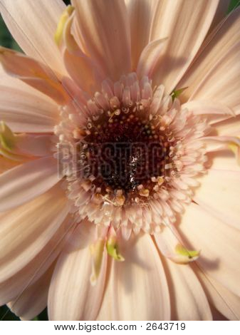 Pink Daisy
