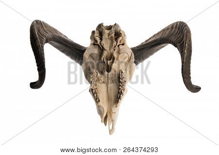 Upside down shot of a ram skull with horns, isolated on white background 
