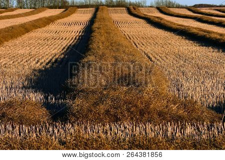 An Image Of Ripe Canola Swathes Ready For Harvest.