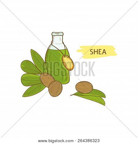 Shea. Leaves, Essential Oil, Shea Nuts. Sketch