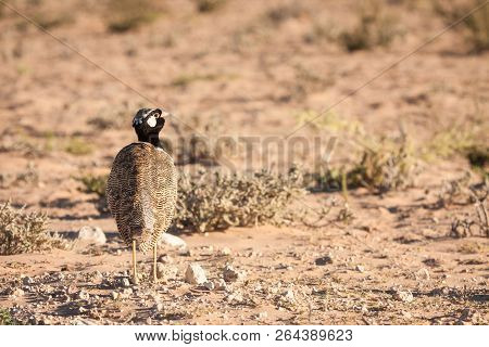 Portrait Of Northern Black Korhaan In Dry And Arid Background.