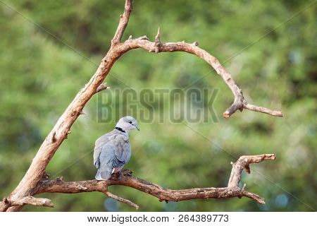 Adult Cape Turtle Dove Beautifully Perched On A Branc.