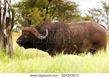 Yellow-billed oxpecker African bird perching on tick infested Cape Buffalo at Serengeti National Park in Tanzania, East Africa