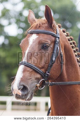 The Head Of A Red Horse On A Green Background