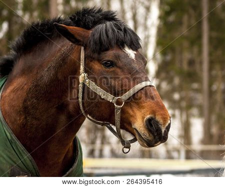 Portrait Of A Young Stallion On The Background Of A Winter Forest