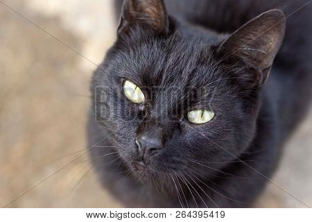 Portrait Of A Black Cat With Green Eyes