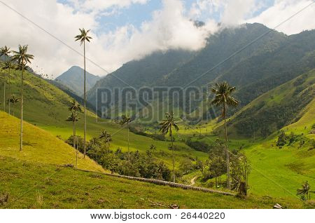 VAX pálmafák Cocora-völgy, Kolumbia