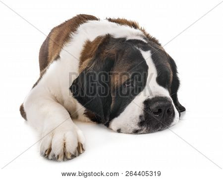 Saint Bernard In Front Of  White Background