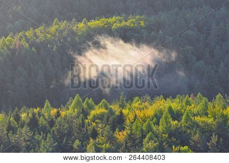 Green Mountain Forest Landscape. Misty Mountain Forest. Fantastic Forest Landscape. Mountain Forest 
