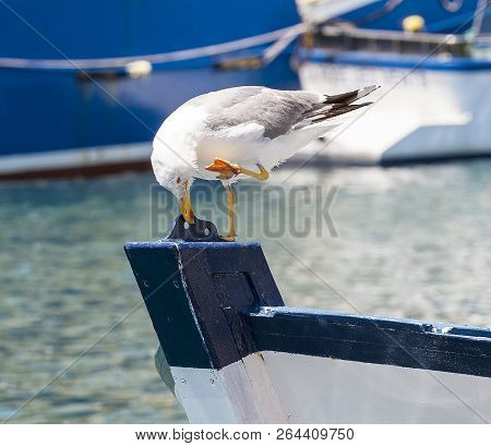 The Seagull On The Prow On The Water
