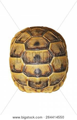 Greek Turtoise Shell On White Background ( Testudo Graeca )