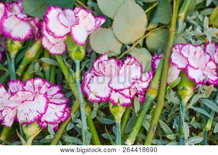 Pink And White Dianthus Caryophyllus Or Carnation Lie On The Ground