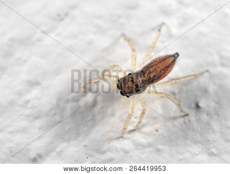 Macro Photography Of Tiny Jumping Spider Isolated On White Wall