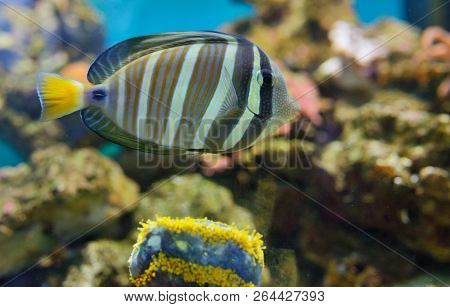 Sailfin Tang (zebrasoma Veliferum) Fish In Water Tank