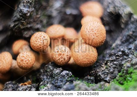 Mushrooms Armillaria Mellea; Armillaria Borealis On The Trunk Of A Fallen Tree In The Fall In The Fo